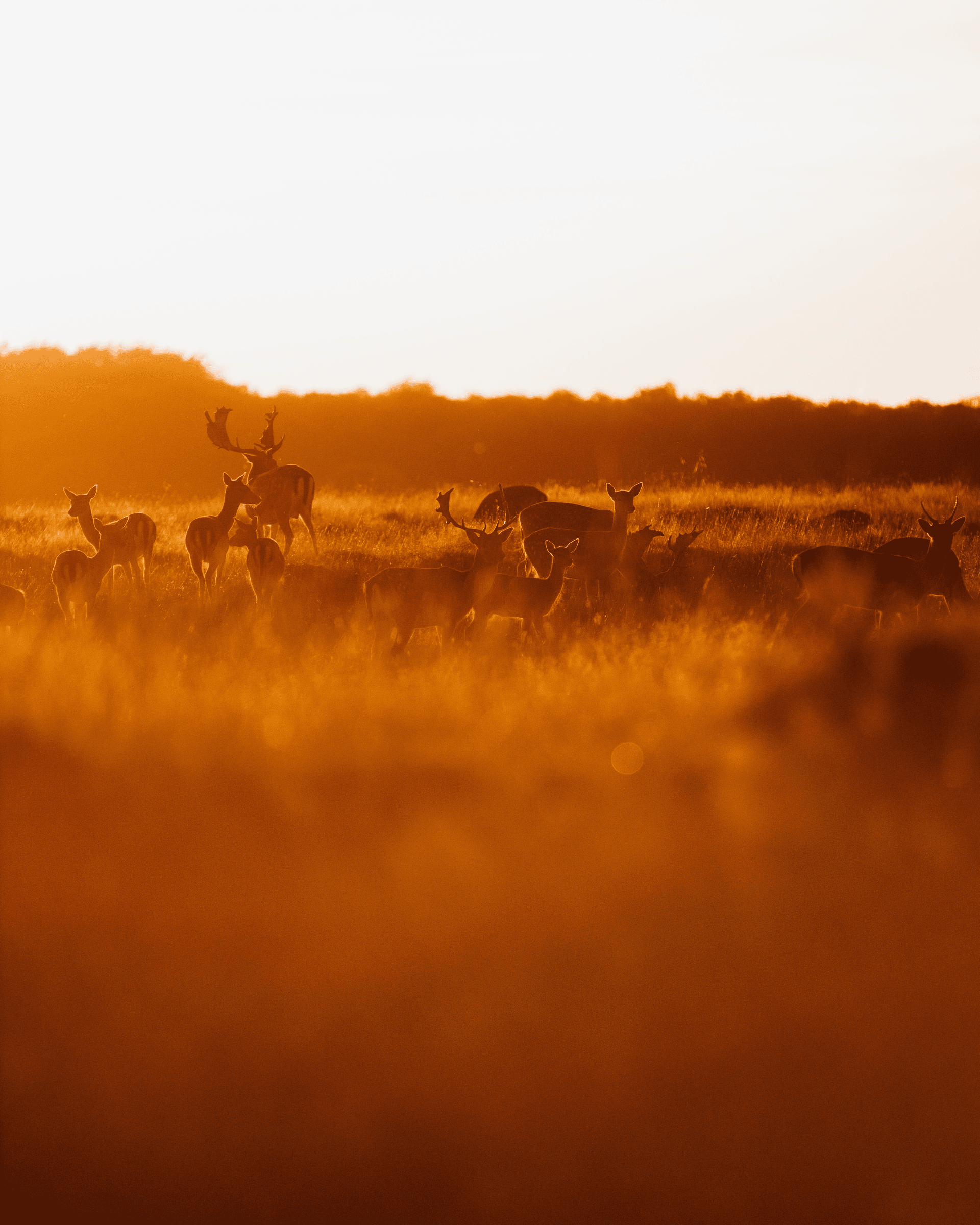 images from unsplash